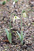 GALANTHUS ELWESII MATT BISHOP