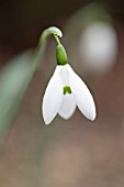 GALANTHUS WHITE ADMIRAL