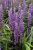 LIRIOPE MUSCARI, LILYTURF