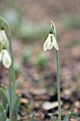 GALANTHUS ELWESII YORK MINSTER