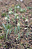 GALANTHUS ELWESII YORK MINSTER