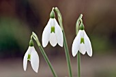 GALANTHUS REGINAE-OLGAE VERNALIS