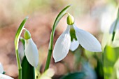 GALANTHUS PLICATUS YAFFLE