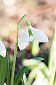 GALANTHUS PLICATUS YAFFLE