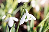 GALANTHUS VALENTINEI JAMES BACKHOUSE