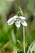 GALANTHUS ELWESII GODFREY OWEN