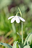 GALANTHUS ELWESII GODFREY OWEN