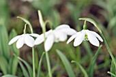 GALANTHUS ELWESII GODFREY OWEN