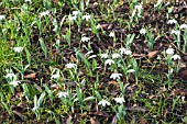 GALANTHUS ELWESII GODFREY OWEN