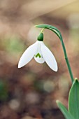 GALANTHUS REVEREND HAILSTONE