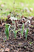 GALANTHUS REVEREND HAILSTONE