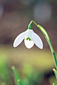 GALANTHUS ELWESII MRS MACNAMARA