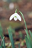 GALANTHUS ELWESII MRS MACNAMARA