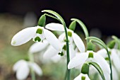 GALANTHUS ELWESII BUMBLE GREEN