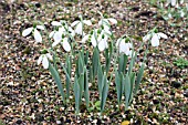 GALANTHUS ELWESII BUMBLE GREEN