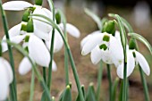 GALANTHUS ELWESII BUMBLE GREEN