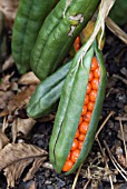 IRIS FOETIDISSIMA; STINKING IRIS SEED POD