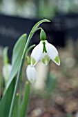 GALANTHUS ELWESII GREEN BRUSH