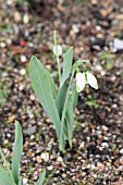 GALANTHUS ELWESII GREEN BRUSH