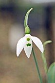 GALANTHUS ELWESII POPOV