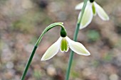 GALANTHUS ELWESII MATT BISHOP