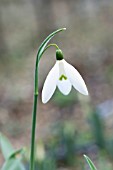 GALANTHUS REVEREND HAILSTONE