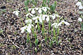 GALANTHUS ELWESII HIEMALIS GROUP DOROTHY FOREMAN