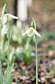 GALANTHUS ELWESII YORK MINSTER