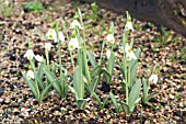 GALANTHUS PLICATUS TRIMMER