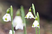 GALANTHUS PLICATUS TRIMMER