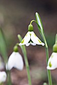 GALANTHUS PLICATUS TRIMMER