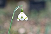 GALANTHUS ESSEX GIRL