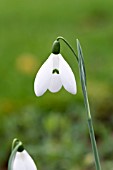 GALANTHUS ELWESII MRS MACNAMARA