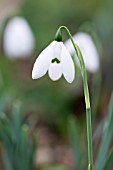 GALANTHUS ELWESII MRS MACNAMARA