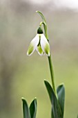 GALANTHUS ELWESII KRYPTONITE