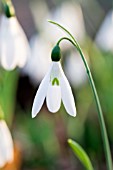 GALANTHUS ELWESII HIEMALIS GROUP EX BROADLEIGH GARDENS