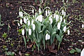 GALANTHUS ELWESII LOUISE ANN BROMLEY