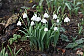 GALANTHUS ELWESII GODFREY OWEN