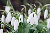 GALANTHUS ELWESII LOUISE ANN BROMLEY