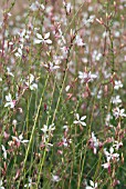 GAURA LINDHEIMERI