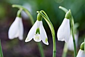 GALANTHUS DAVID BAKER