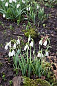 GALANTHUS DAVID BAKER