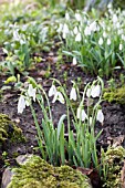 GALANTHUS DAVID BAKER