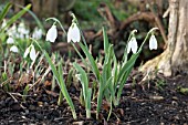 GALANTHUS ELWESII FENSTEAD END