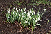 GALANTHUS ELWESII YVONNE HAY