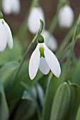 GALANTHUS ELWESII YVONNE HAY