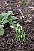 GALANTHUS REGINE-OLGAE VERNALIS MISS BEHAVING