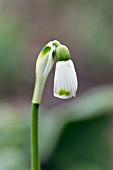 GALANTHUS REGINE-OLGAE VERNALIS MISS BEHAVING