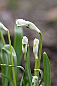 GALANTHUS REGINE-OLGAE VERNALIS MISS BEHAVING