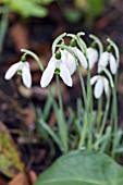 GALANTHUS REGINAE-OLGAE VERNALIS KENNETH BECKETTS AM FORM